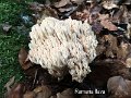 Ramaria flava-amf414-2